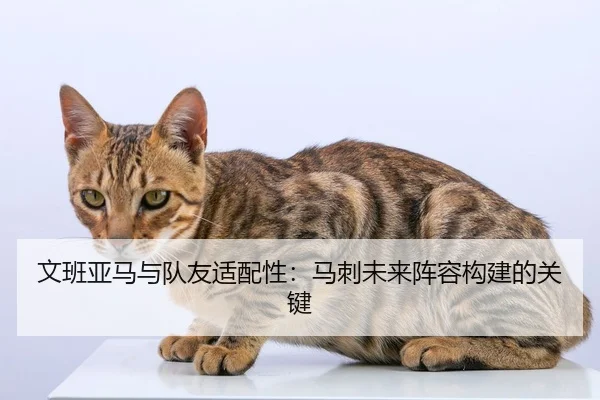 文班亚马与队友适配性：马刺未来阵容构建的关键