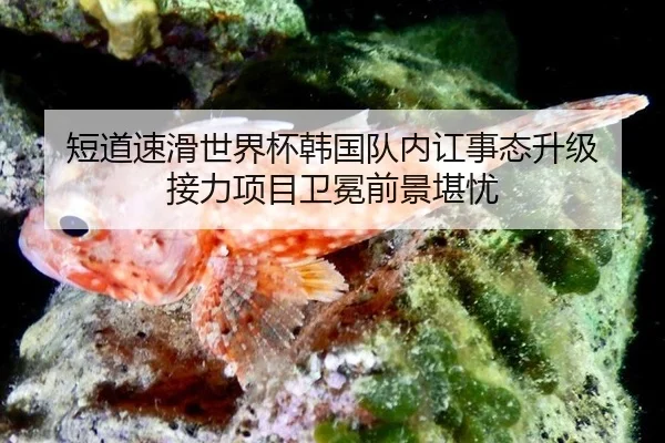 短道速滑世界杯韩国队内讧事态升级 接力项目卫冕前景堪忧